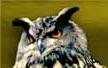 Eagle owl